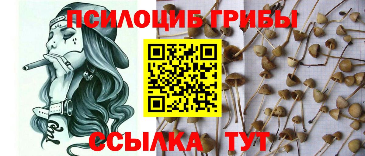 Соликамск  Галлюциногенные грибы Psilocybe  Вход с VPN 
